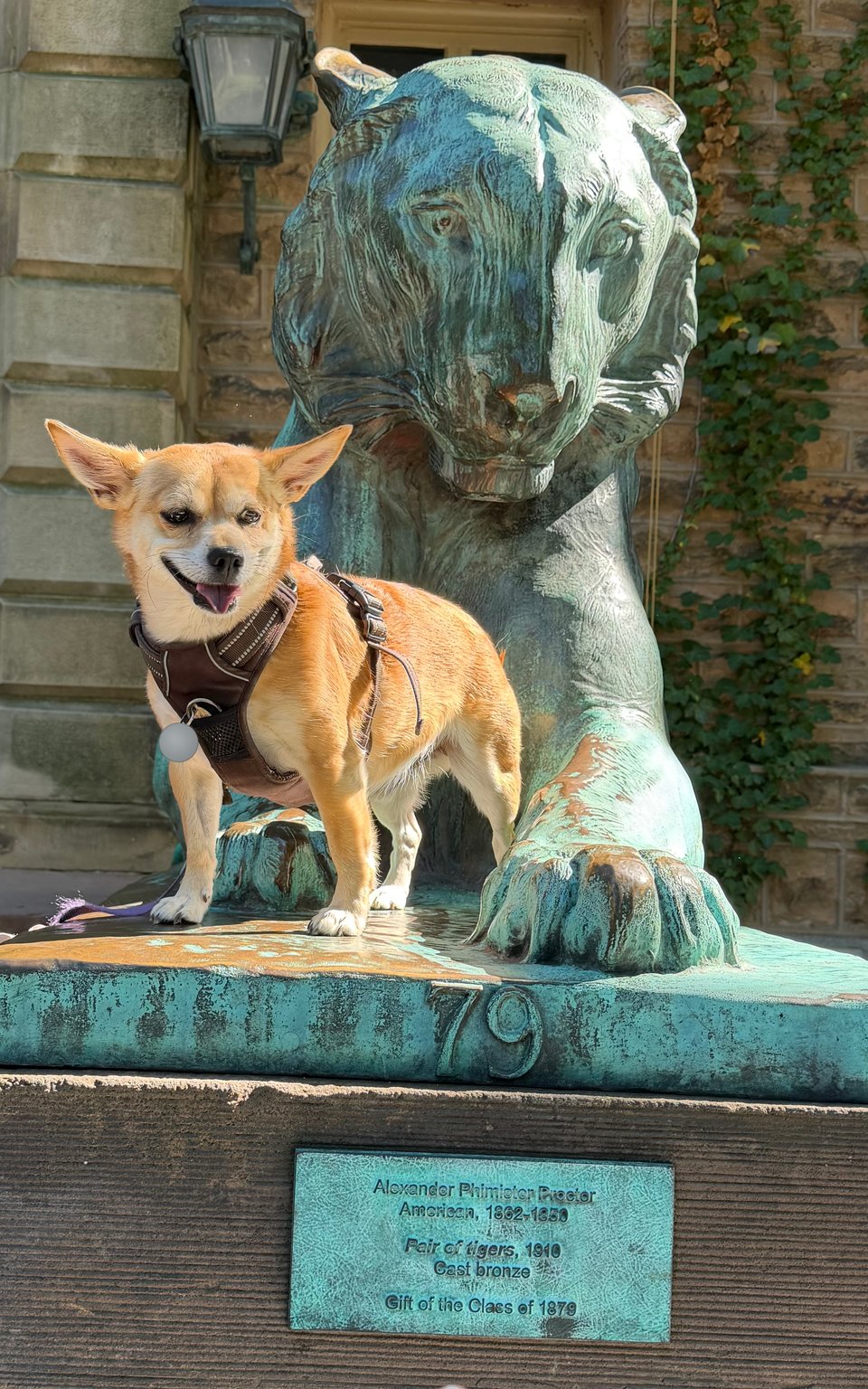 Buddy, a small mostly-Corgi mix with a red-gold fox-colored coat, standing proudly on the base of a large bronze tiger statue on a visit to Princeton University. The plaque below reads Alexander Phimister Proctor, Pair of tigers, 1910, Gift of the Class of 1879.